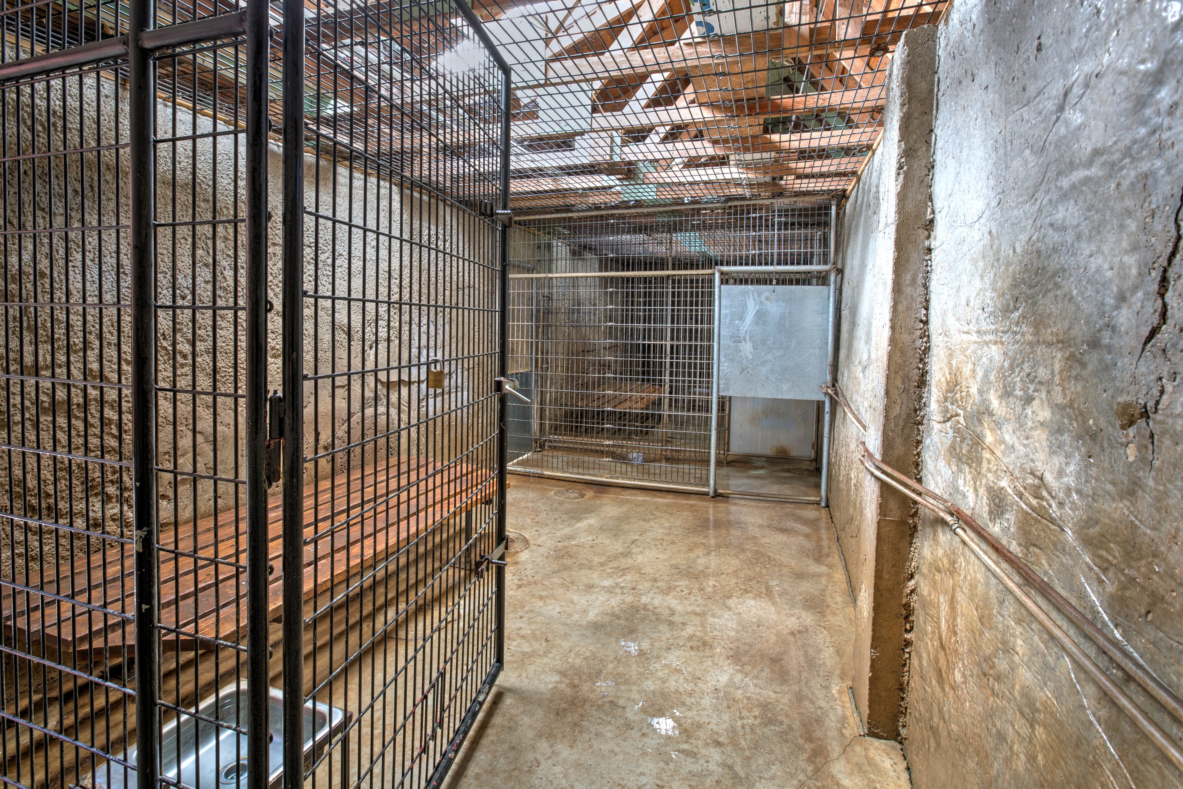 Empty metal kennel in an animal shelter with concrete walls and wooden bench