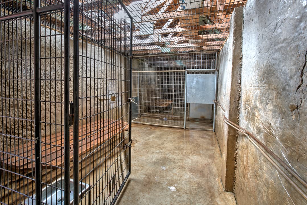 Empty metal kennel in an animal shelter with concrete walls and wooden bench